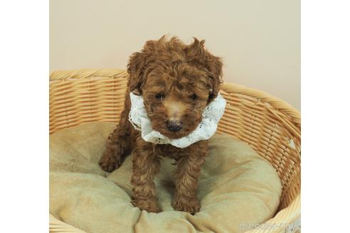 成約済の埼玉県のタイニープードル-159693の5枚目